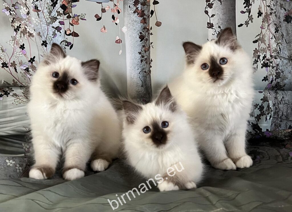 Chatons Birman d'une portée précédente de Saba - bleu et seal point - éleveur enregistré WCF Hongrie