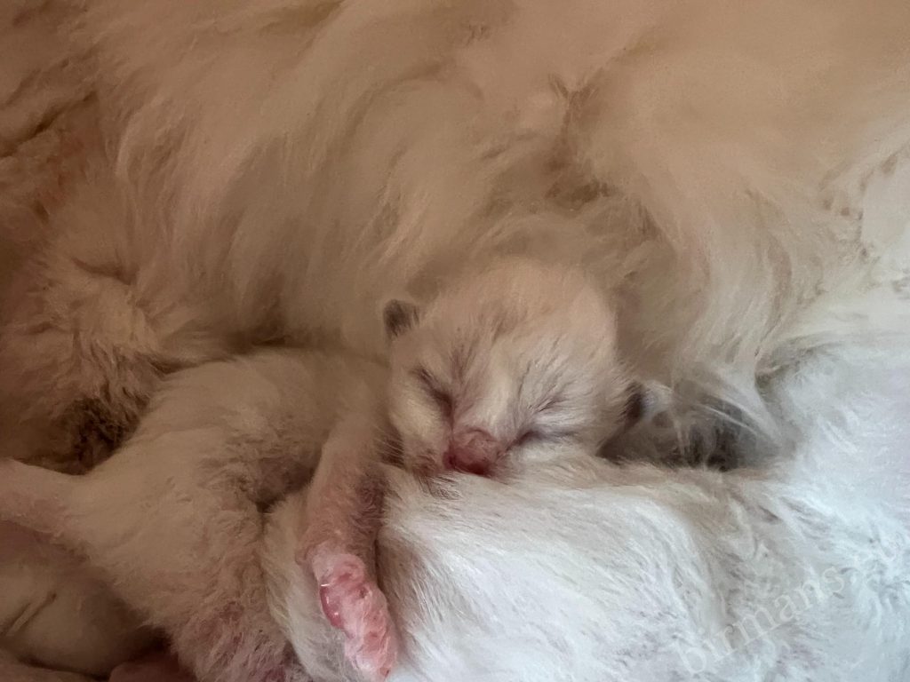 Les chatons Saba Birman nouveau-nés de Sophia 🤍