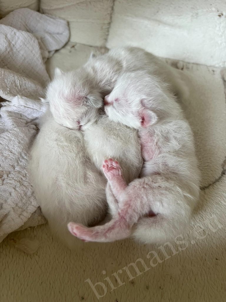 Chatons Sacrés de Birmanie de la portée Saba B 6 blottis ensemble