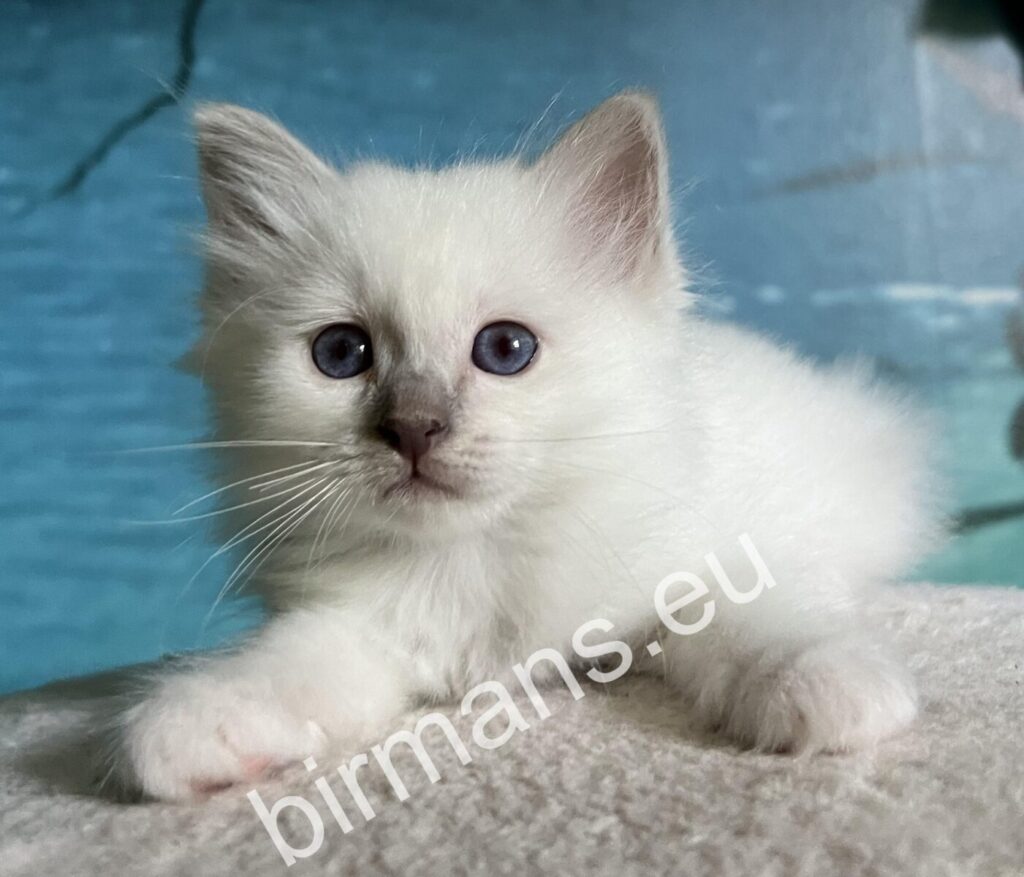 Chaton Sacré de Birmanie lilac point de 6 semaines