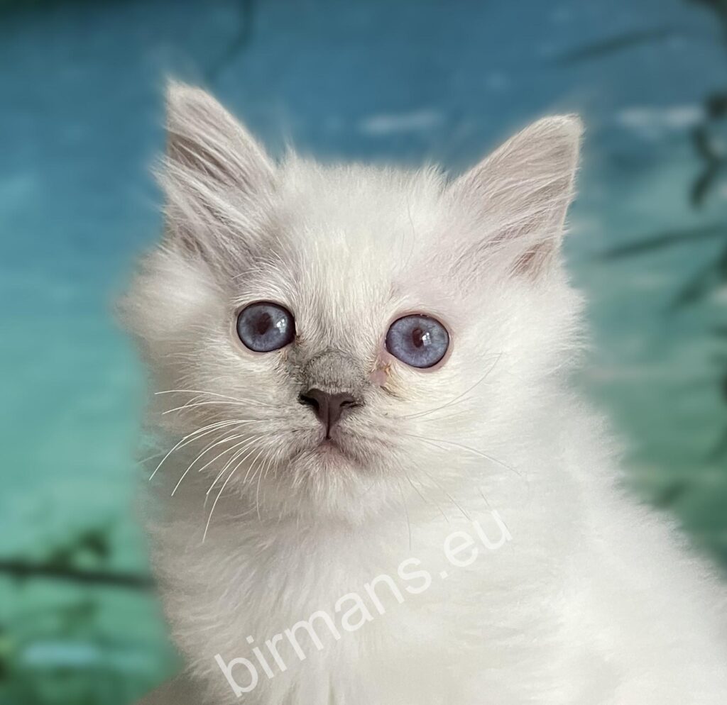 Portrait d'un chaton Birman aux yeux bleus - Saba Urielle - éleveur en Hongrie