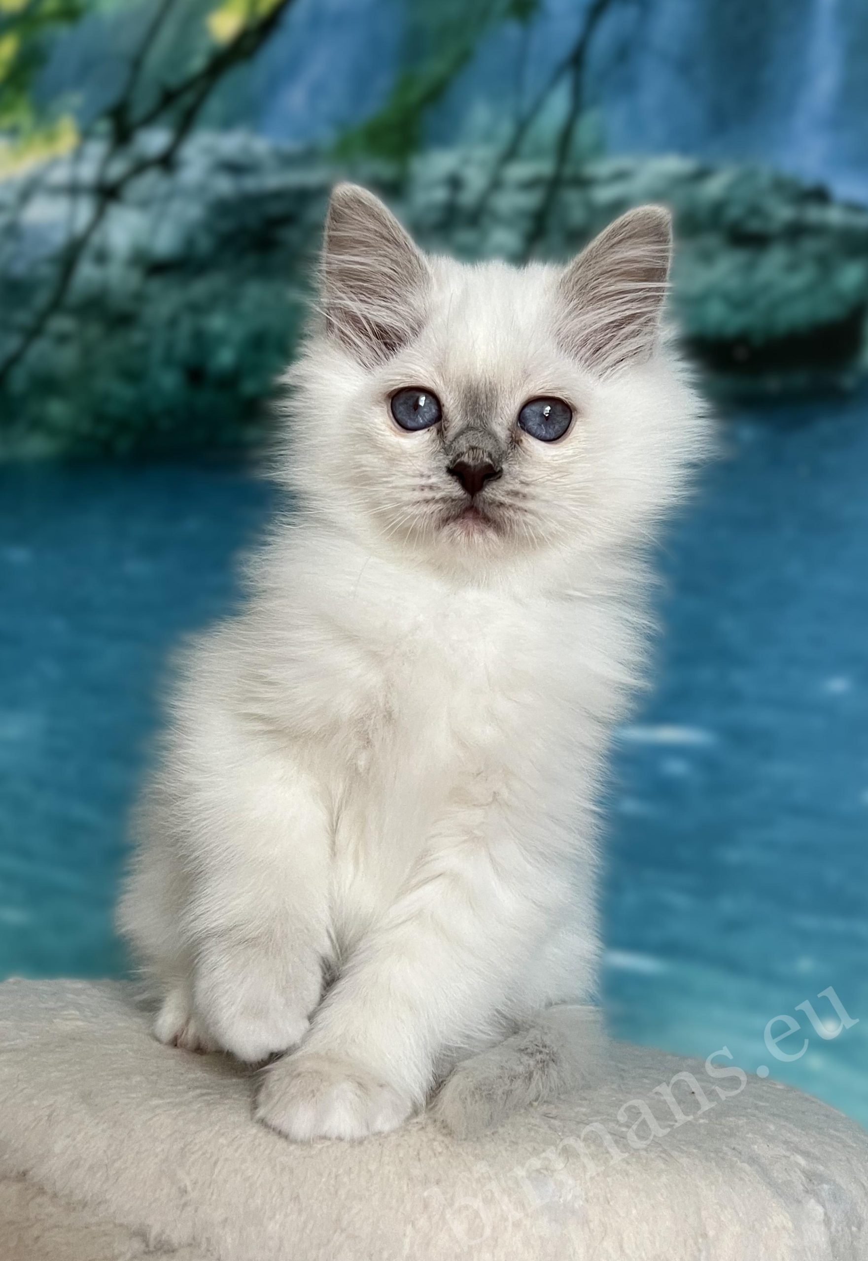 Saba Urielle chaton Birman Sacré à point lilas avec des yeux bleus profonds