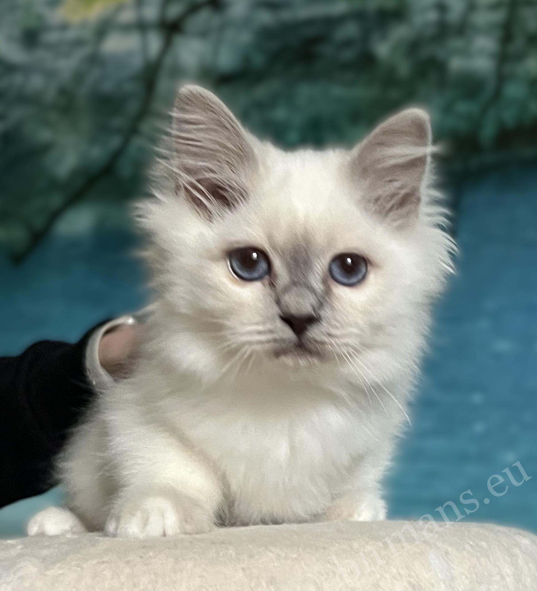 Saba Urielle lila pont burmai kiscica – mélykék szemekkel