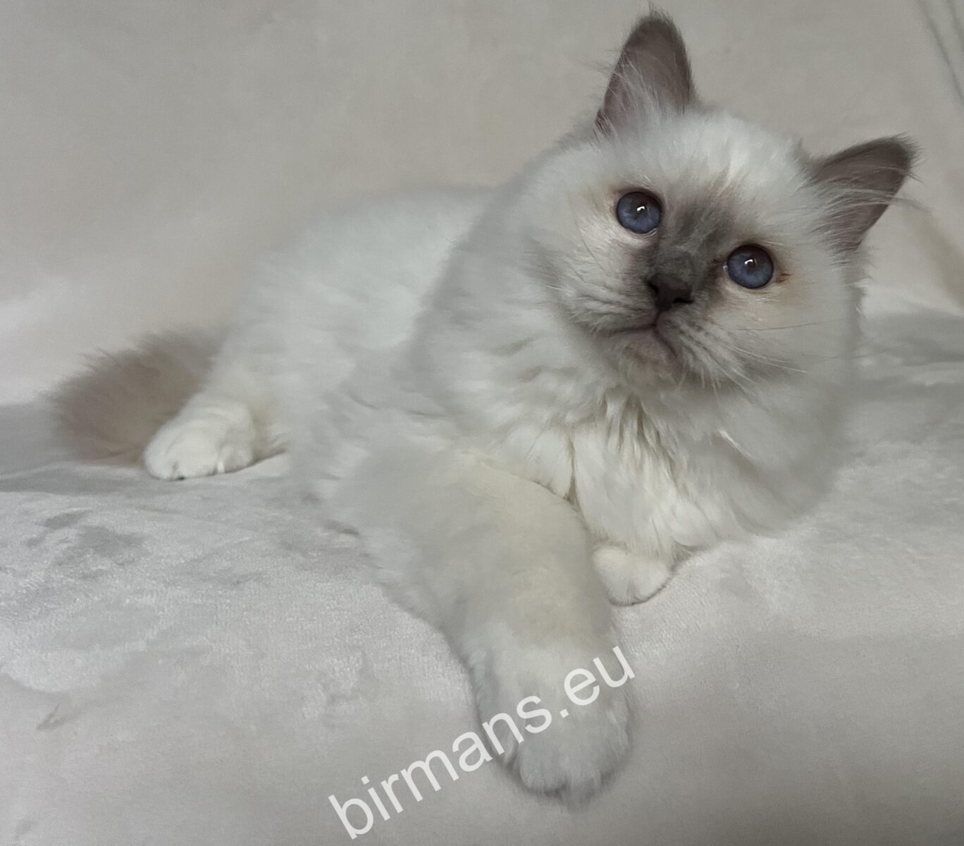 Des chats de Birmanie calmes à la lumière naturelle - un élevage et un enregistrement responsables dans le monde de Saba Birman