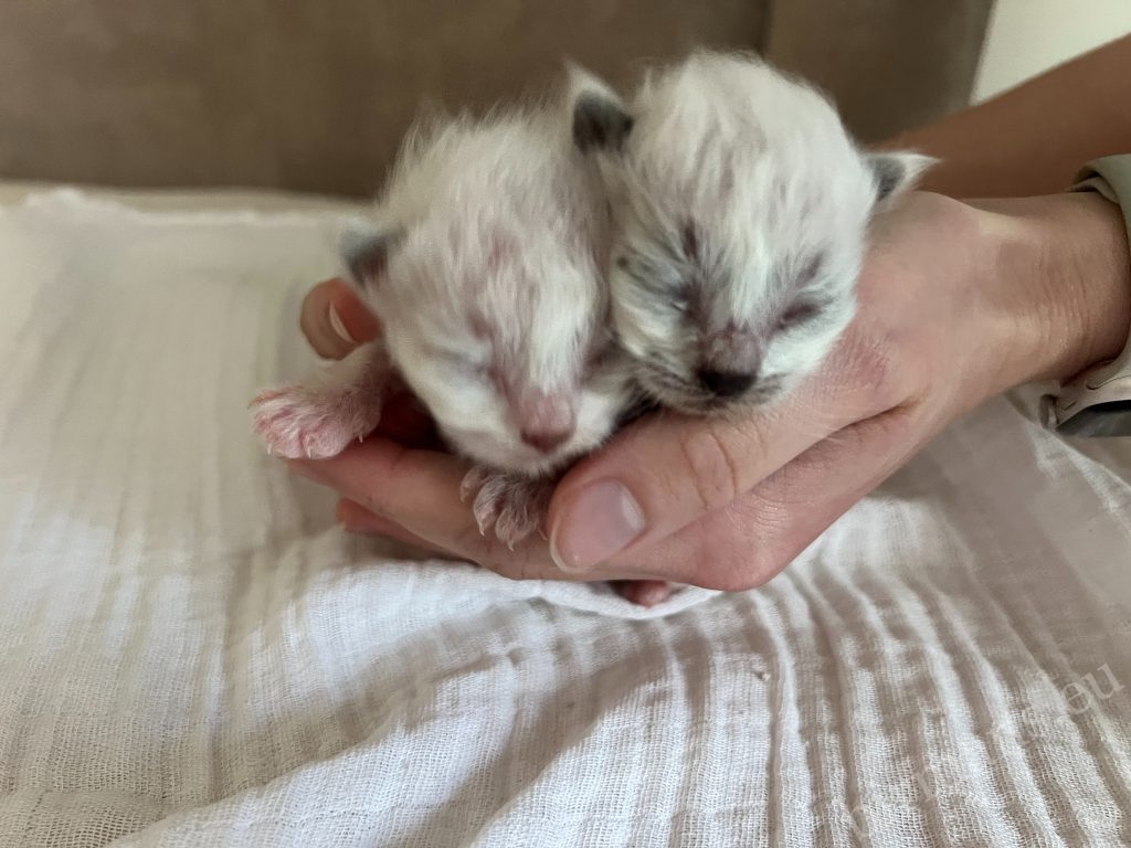 Chatons Saba Birman nouveau-nés de la portée X5 tenus dans la main en Hongrie