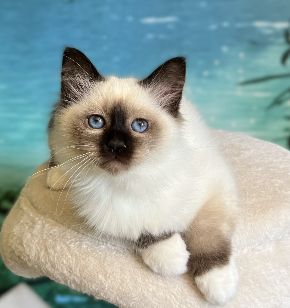 Chaton Sacré de Birmanie Seal Point disponible et réservable, Saba Yuna, yeux bleu profond
