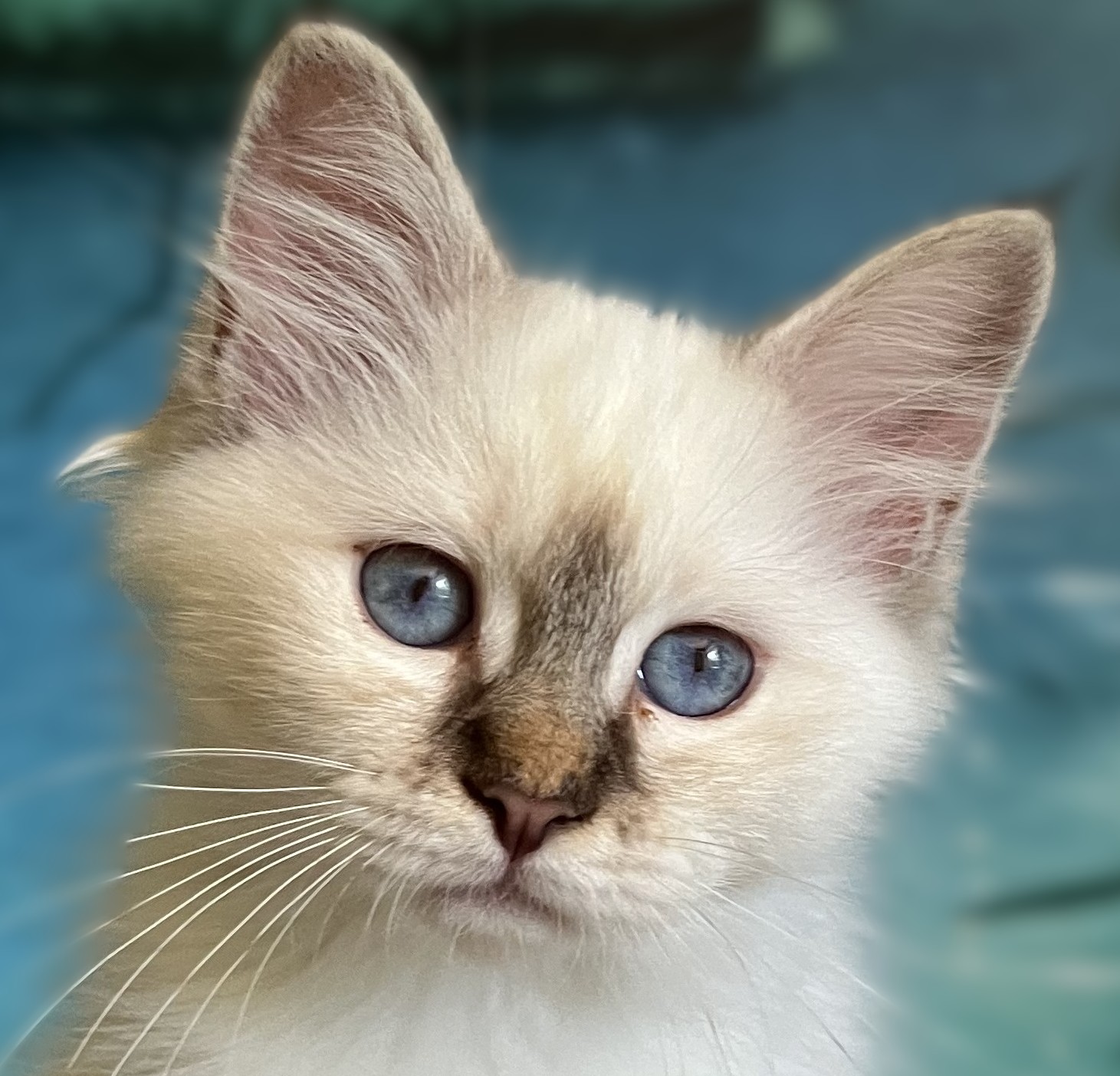 Saba Ysolde chaton femelle chocolat tabby disponible portrait rapproché des yeux.