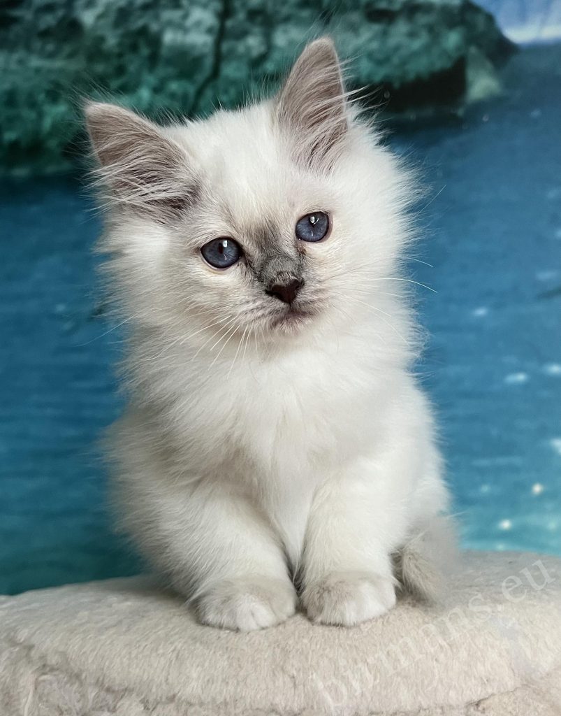 Saba Urielle chaton violet à pois chaton birman du temple sacré chaton aux yeux bleus portrait