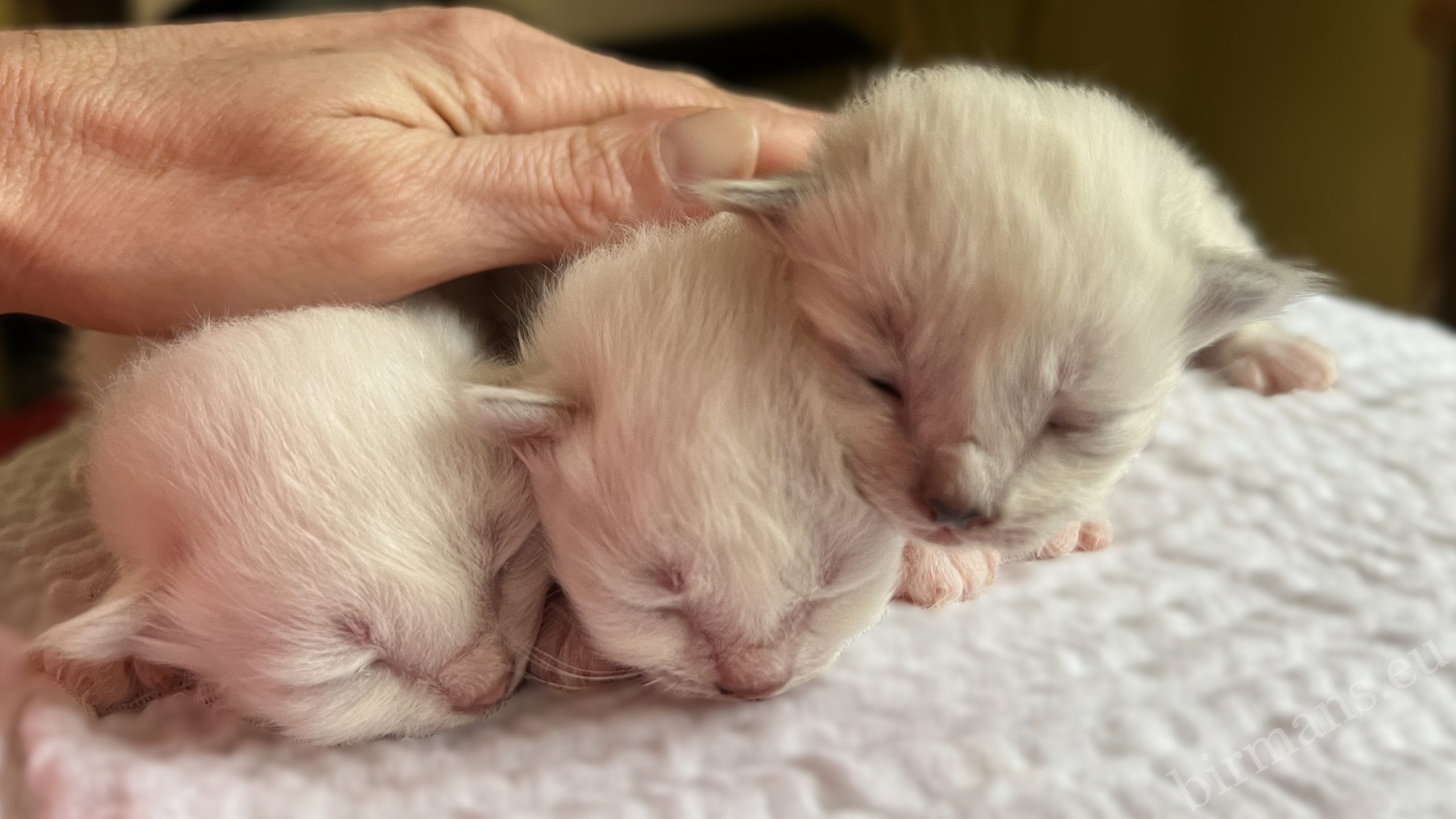 Chatons Saba Birman nouveau-nés de la portée W5 caressés en Hongrie