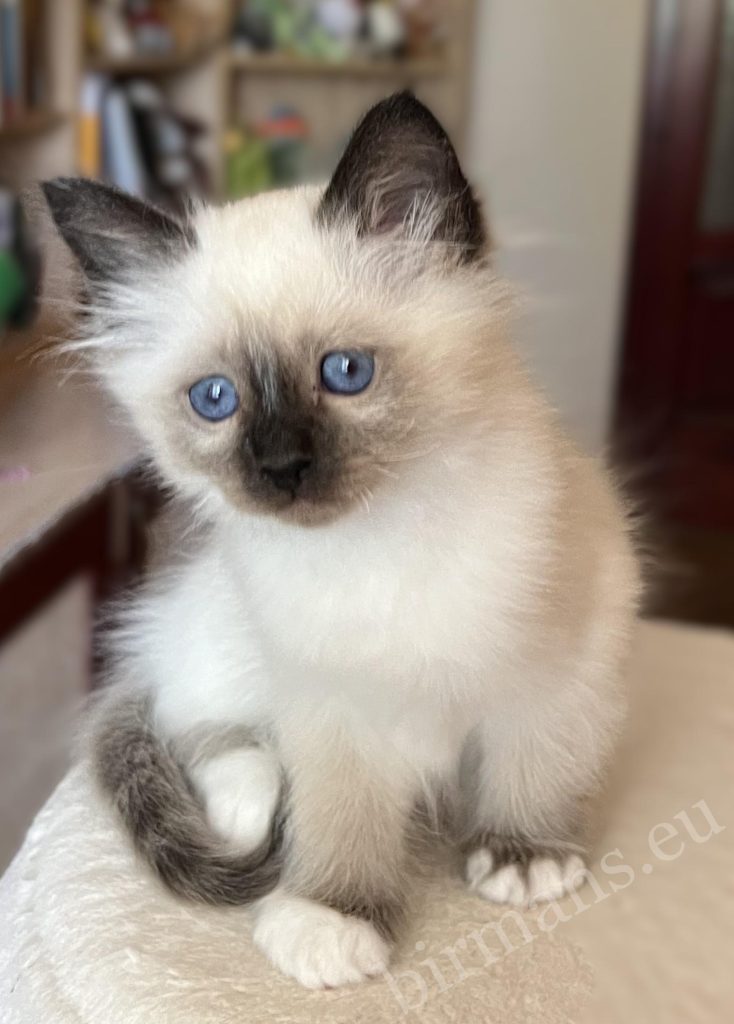 Saba Vico, chaton Birman à 8 semaines, assis, levant une patte, dans un moment adorable