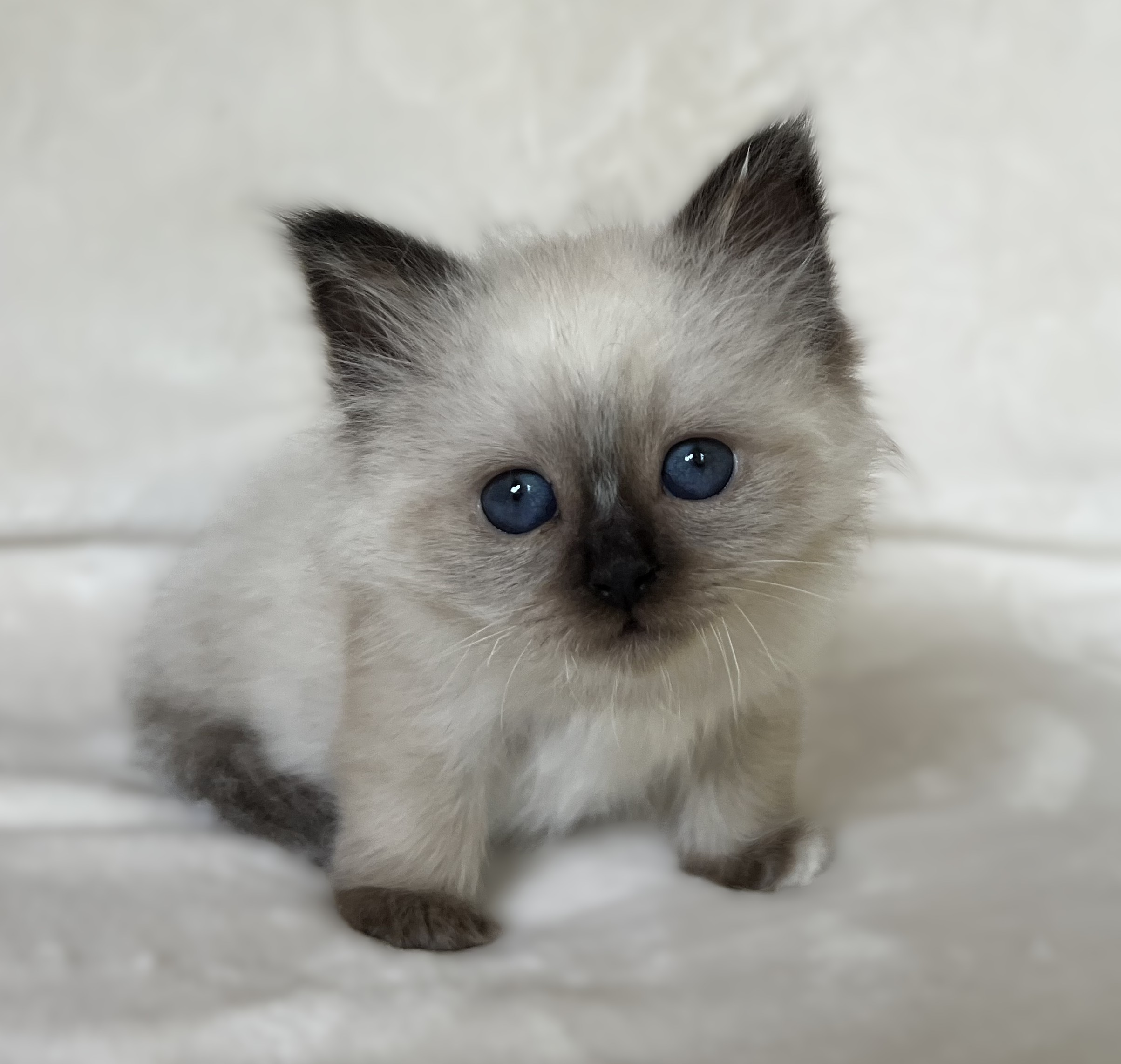 Chaton Birman Sacré mâle seal point Saba Xylo avec des yeux bleu profond sur fond blanc
