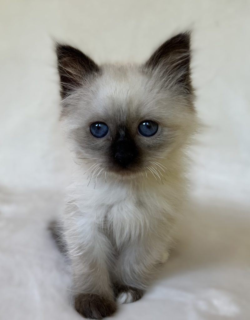 Saba Xylo chaton mâle Sacré de Birmanie disponible
