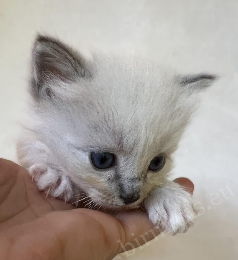 Saba Zeno, chaton mâle Sacré de Birmanie bleu tabby