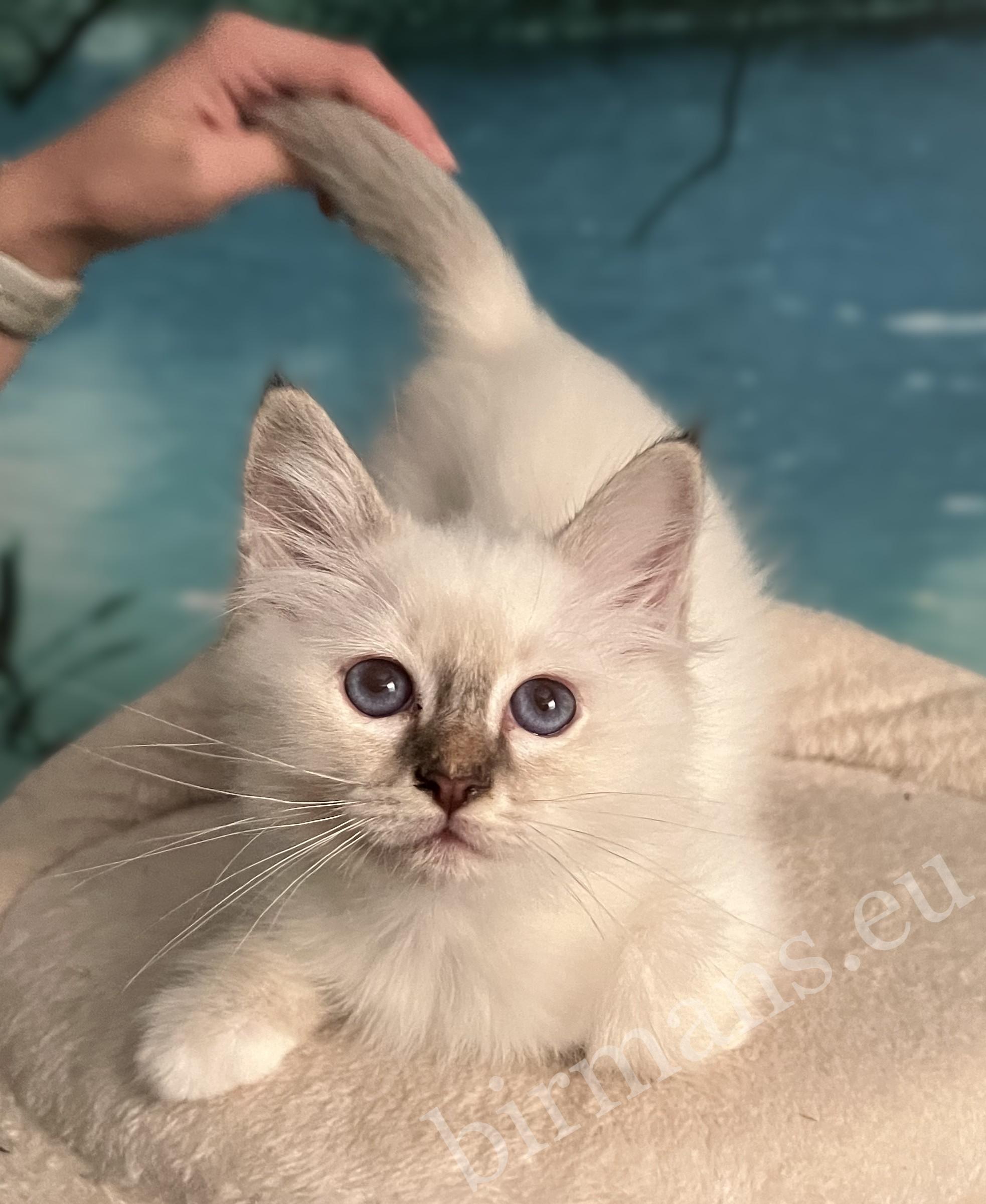 Saba Yorick, chaton mâle Sacré de Birmanie chocolat tabby disponible, allongé regardant l'objectif pendant qu'Anna le caresse