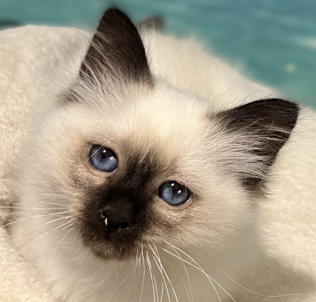 Chaton Sacré de Birmanie Saba Yuna, disponible et réservable, avec de magnifiques yeux d'un bleu profond en portrait rapproché