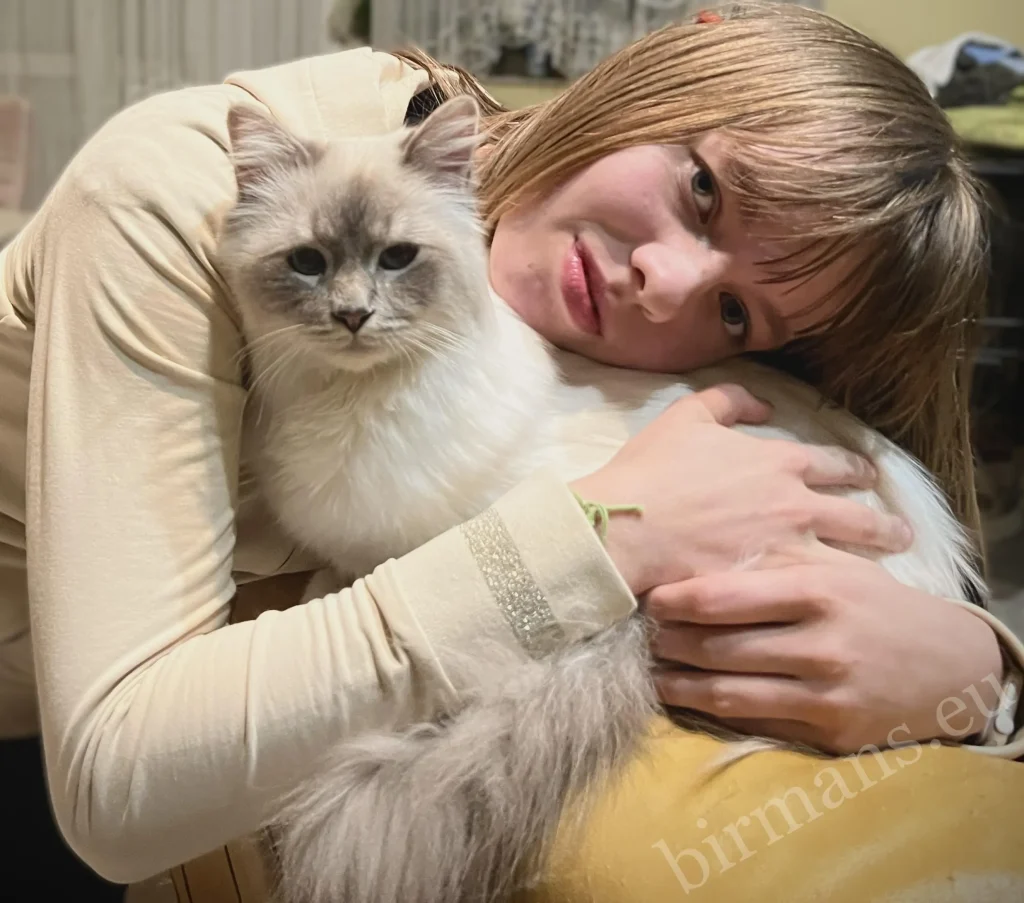 Portrait rapproché d'Anna et du mâle Birman ECH Champion d'Europe Yochi