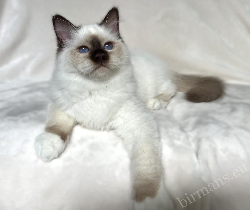 Chaton mâle Saba Birman chocolat point en position couchée, aux yeux bleus – Sacré de Birmanie, fond épuré