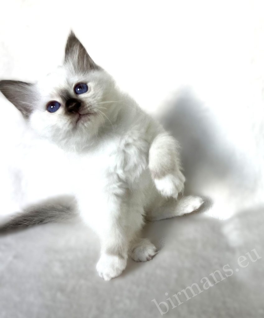 Chaton Sacré de Birmanie Saba avec la patte levée, aux yeux bleus – moment joueur et en quête de connexion Sacré de Birmanie