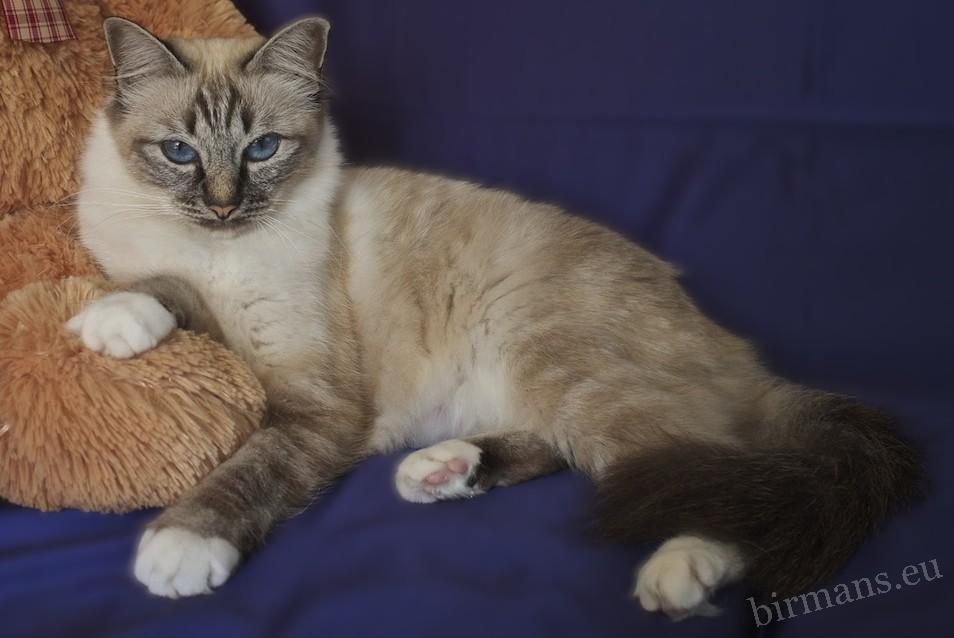 Saba Doroty, Sacré de Birmanie – la première chatte de l'élevage Saba Birman