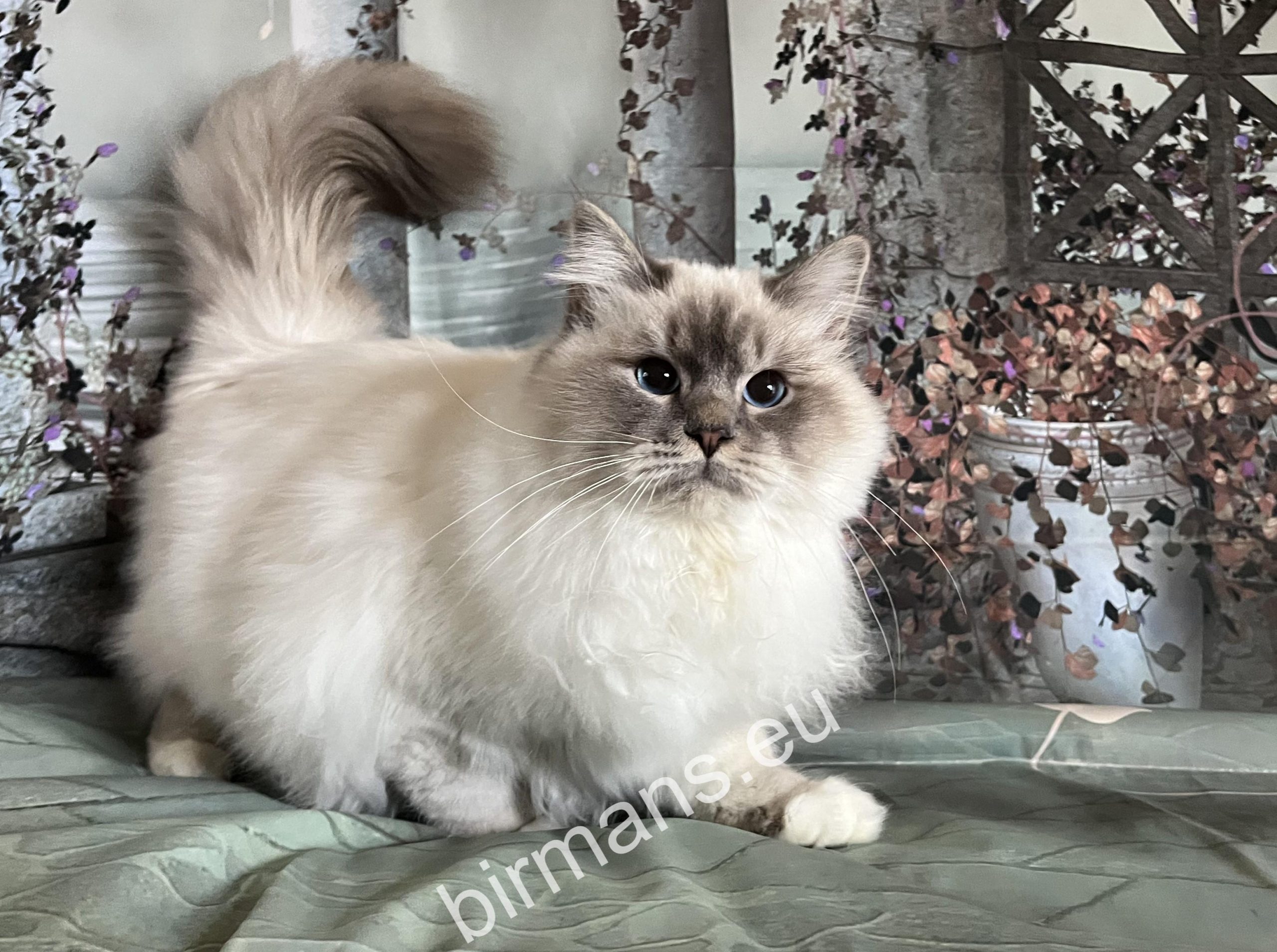 ECH Yochi de Matiyazur Fr of Saba mâle Birman tabby bleu – chat sacré de Birmanie