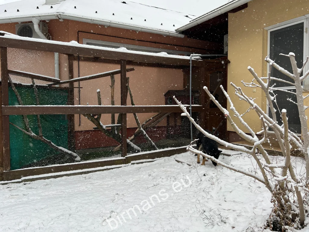 Le premier enclos extérieur-intérieur de l'élevage Saba Birman