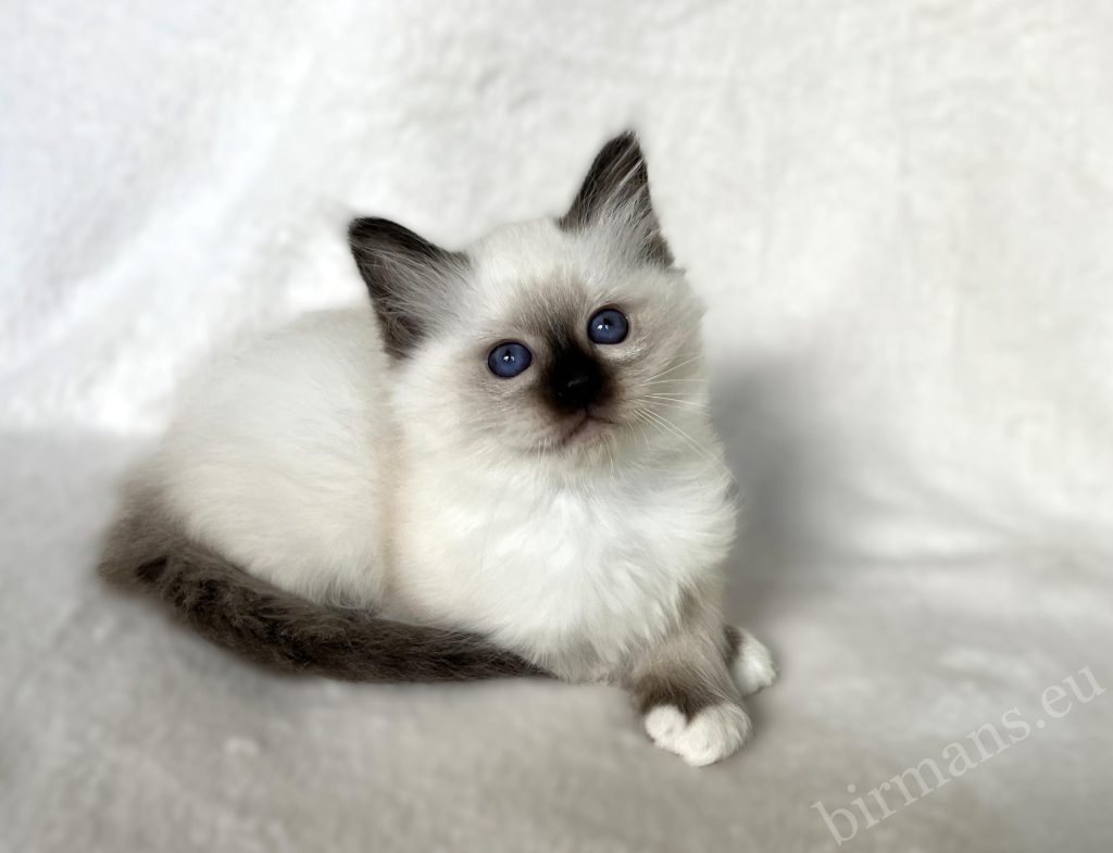 Portrait de chaton mâle Saba Birman seal point, aux yeux bleu profond – Sacré de Birmanie