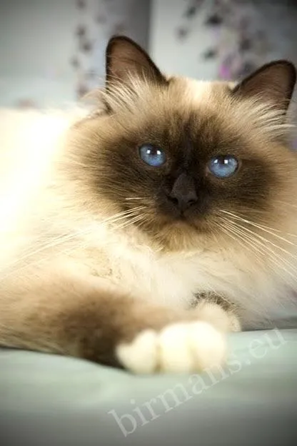 Portrait rapproché du mâle Birman GICH Albafeles Darcy, masque sombre et yeux bleu profond