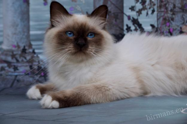 GICH Albafeles Darcy of Saba – Portrait de Grand Champion International