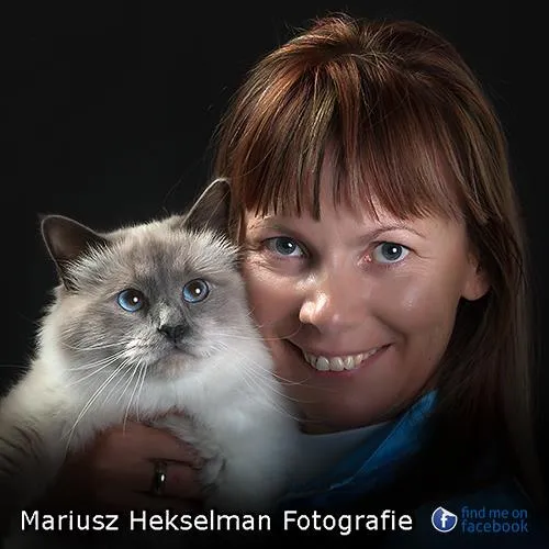 Portrait rapproché de l'éleveuse Birman Saba et du mâle Champion du Monde Azzurro, yeux bleu azur