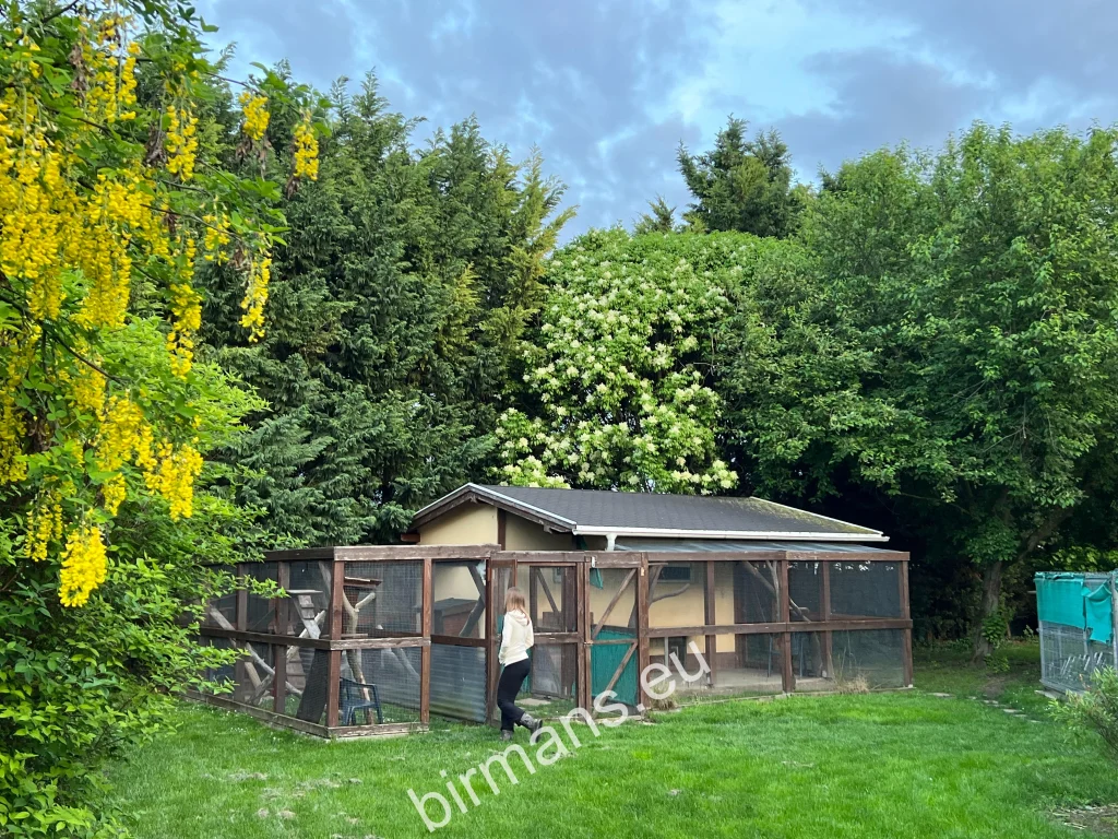 Enclos extérieur-intérieur en été – élevage Saba Birman