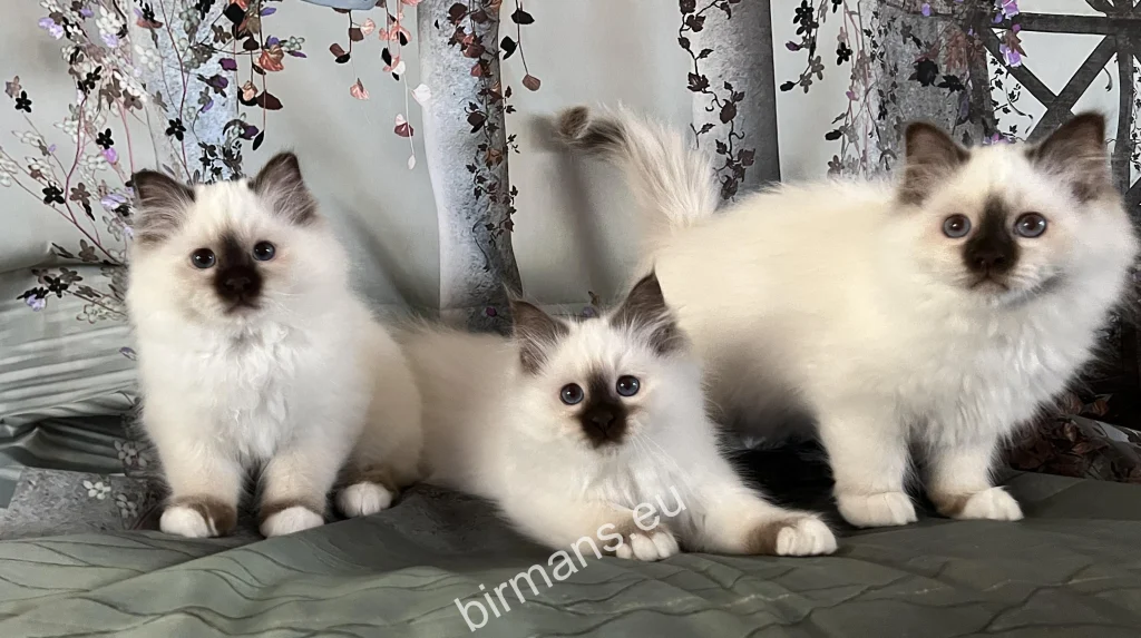 Chatons Saba Birman – génération 2025, élevés en environnement familial