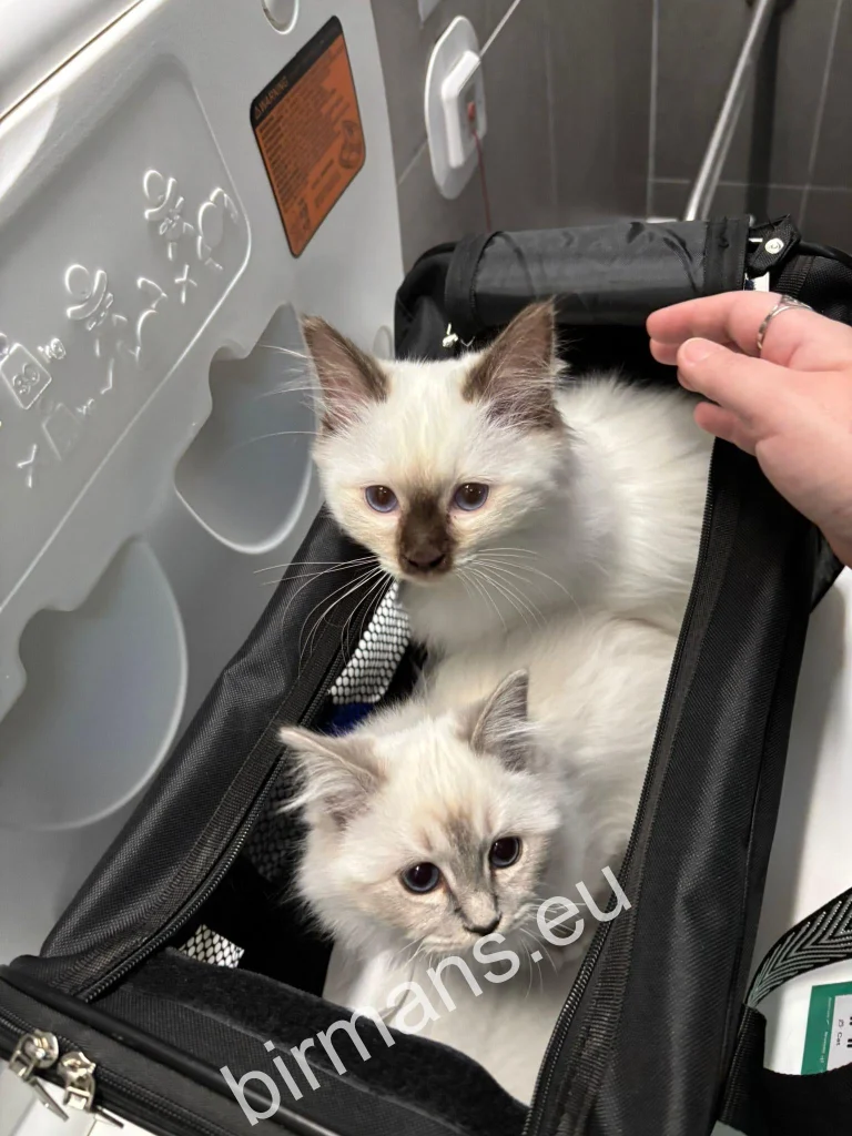 Chatons Saba Birman du temple sacré de Birmanie dans une boîte de transport dans l'avion - voyage international pour rejoindre leur famille