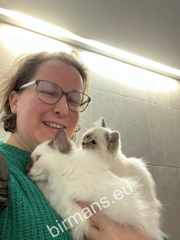 Les chatons Saba Birman Burmese Holy Temple s'envolent vers leurs nouvelles familles - transport international depuis l'élevage Saba Birman