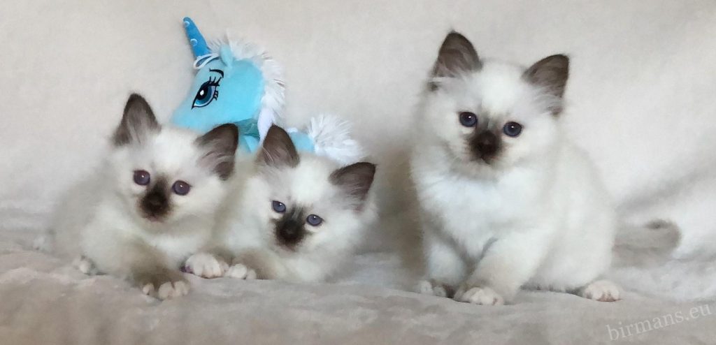 Chatons Birmans Saba sur fond blanc – chatons sacrés de Birmanie