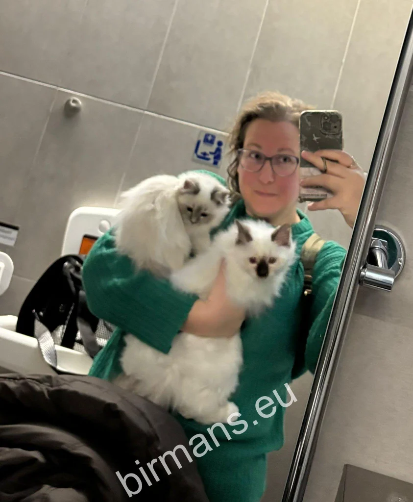 Chatons Sacrés de Birmanie Saba Birman en avion dans les bras du transporteur en voyage international