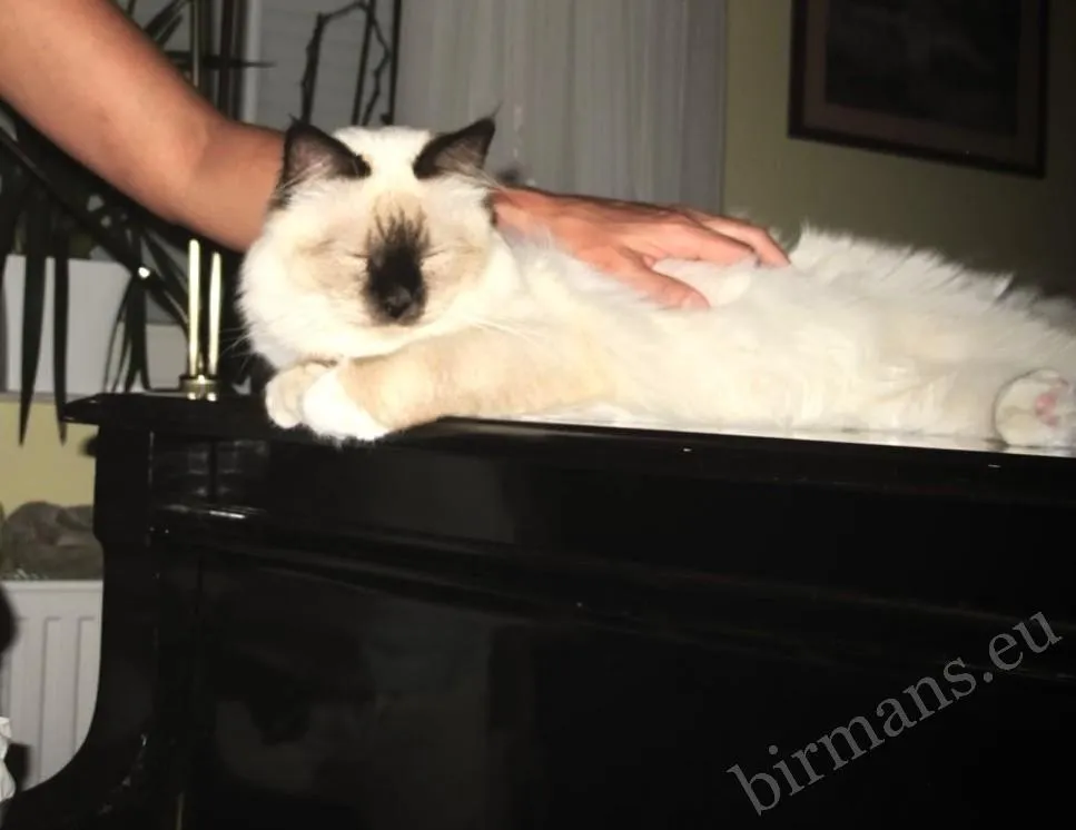 Chat Birman Saba chocolat point sur le piano, se reposant les yeux fermés sous une main caressante