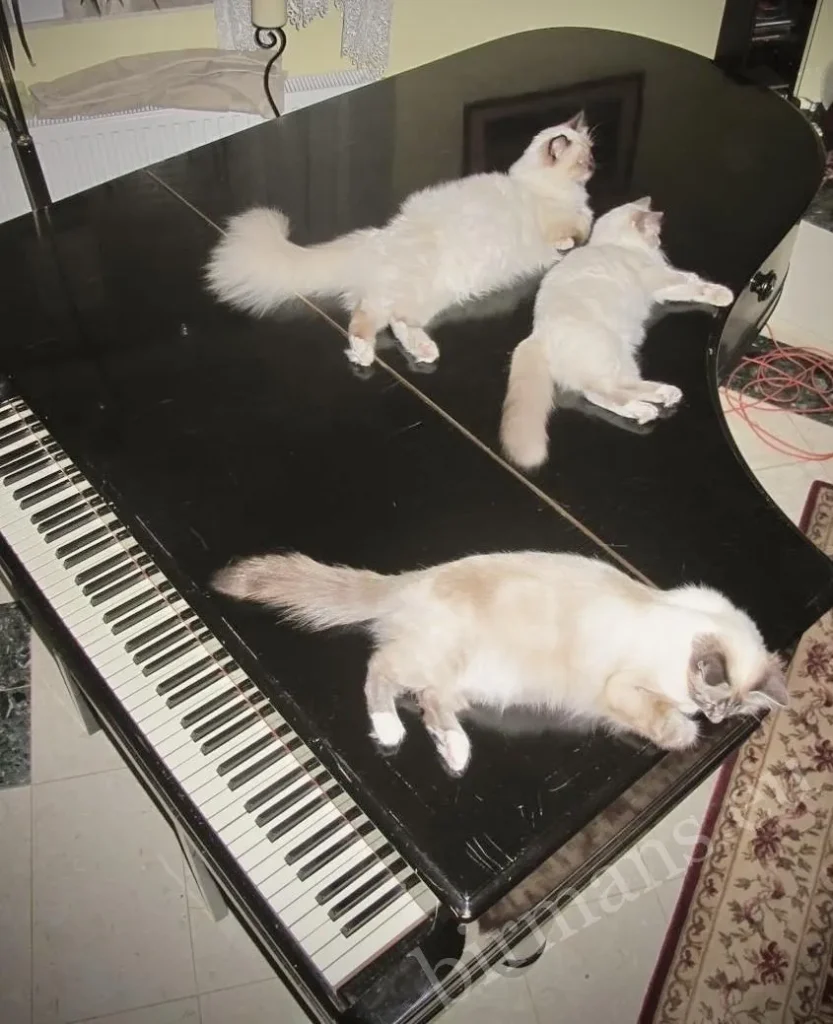 Trois chats Birman Saba allongés sur un piano Steinweg dans le salon