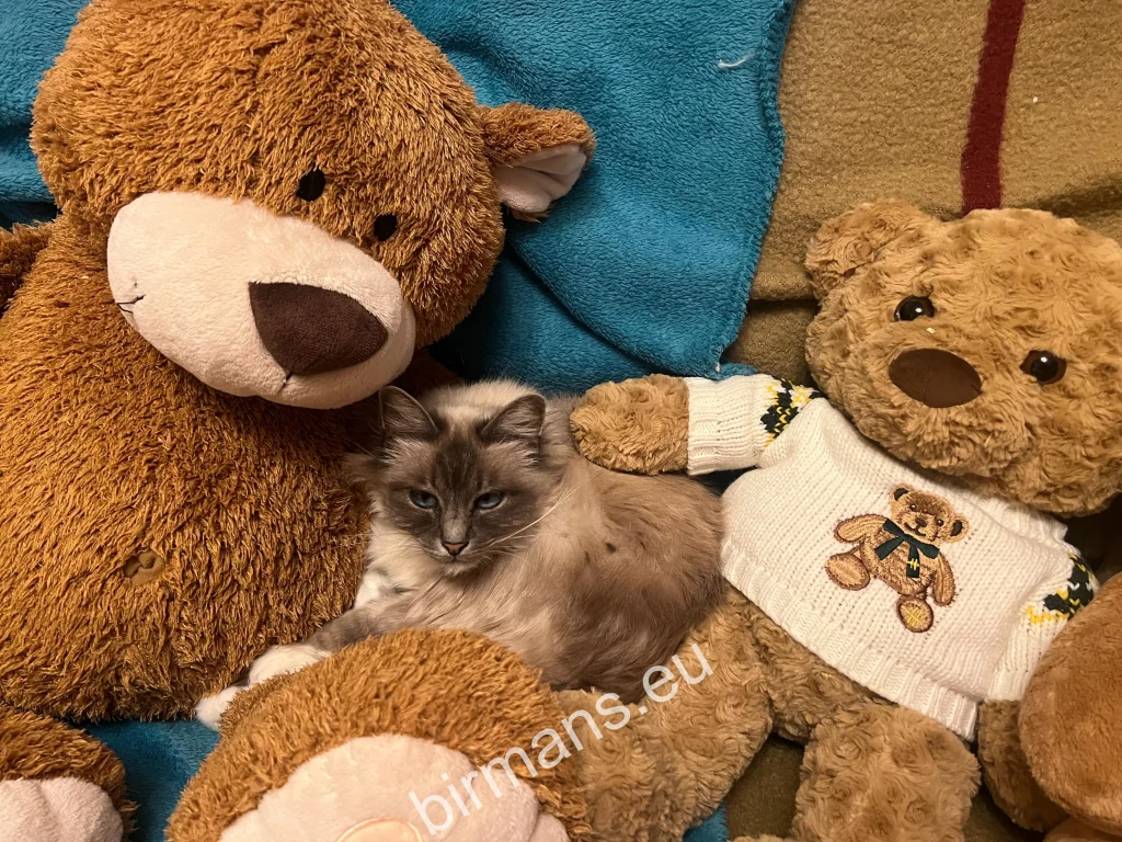 Chat Birman Saba parmi des ours en peluche, dans un environnement familial – illustration de l'élevage des chatons à la maison, proches de l'homme.