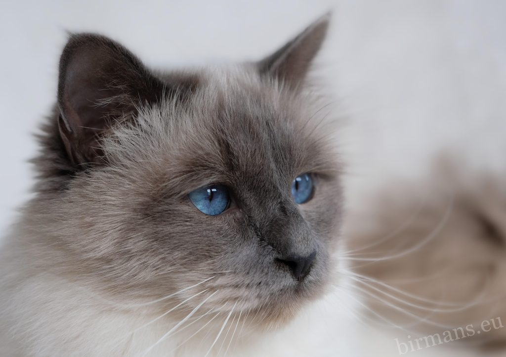 WCH Azzurro dei Baffi Buffi of Saba portrait en gros plan – chat sacré de Birmanie blue point