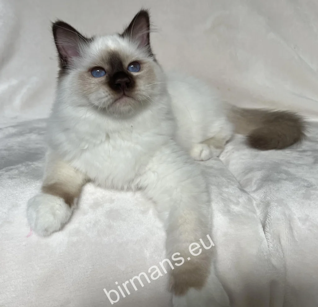 Saba Ocean, chaton Sacré de Birmanie Saba Birman, avant son départ pour sa nouvelle maison suisse