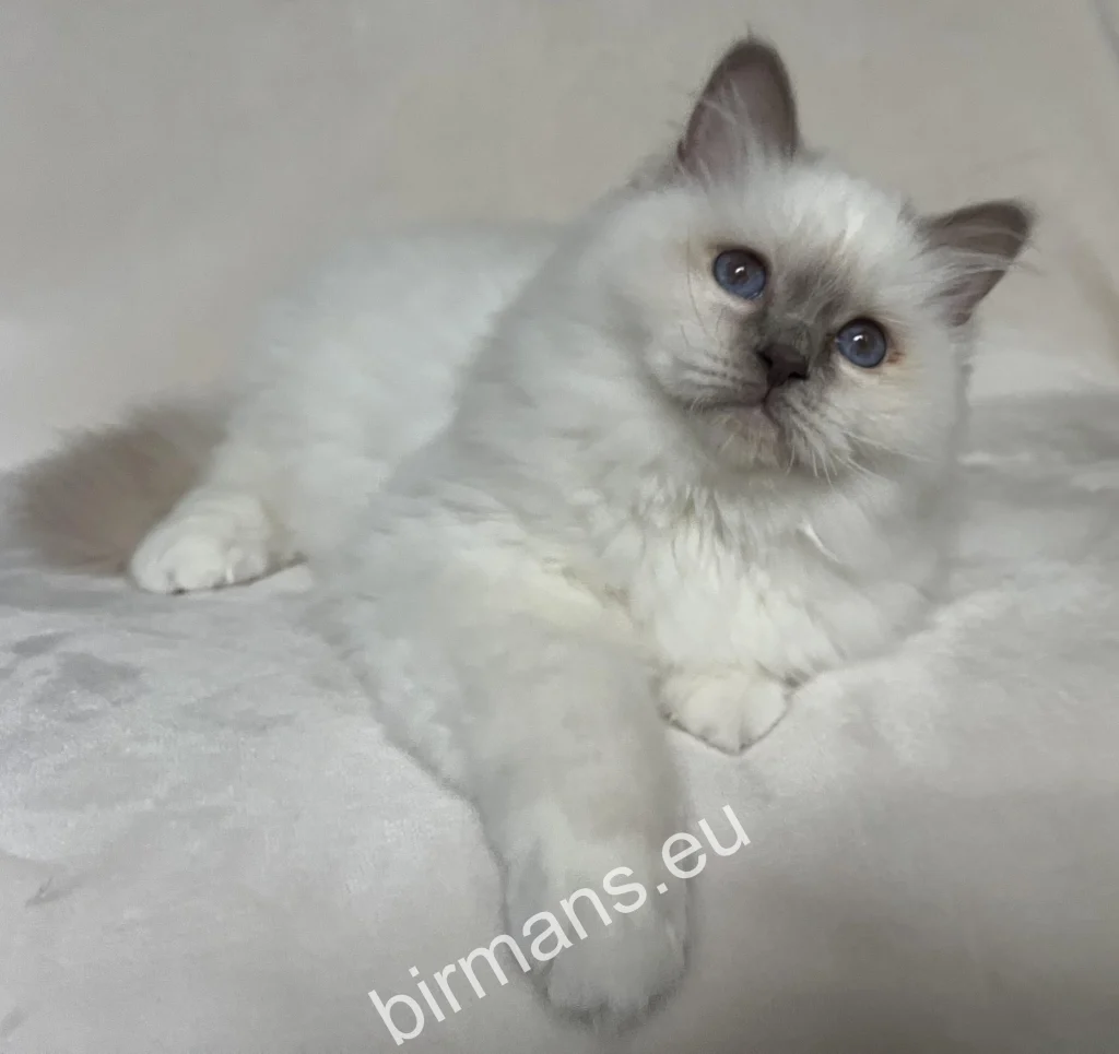 Saba Onyx, chaton Sacré de Birmanie Saba Birman, avant son départ pour sa nouvelle famille suisse