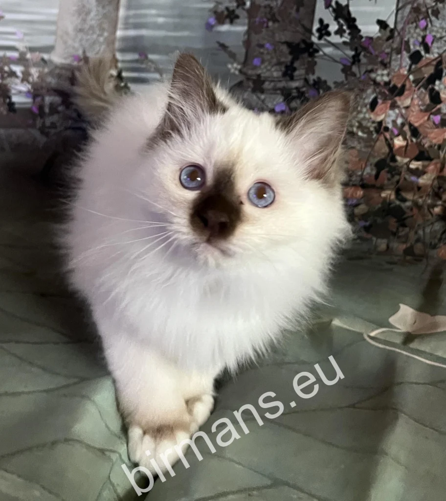 Saba Petur, chaton Sacré de Birmanie Saba Birman, avant son départ pour sa nouvelle famille en Espagne