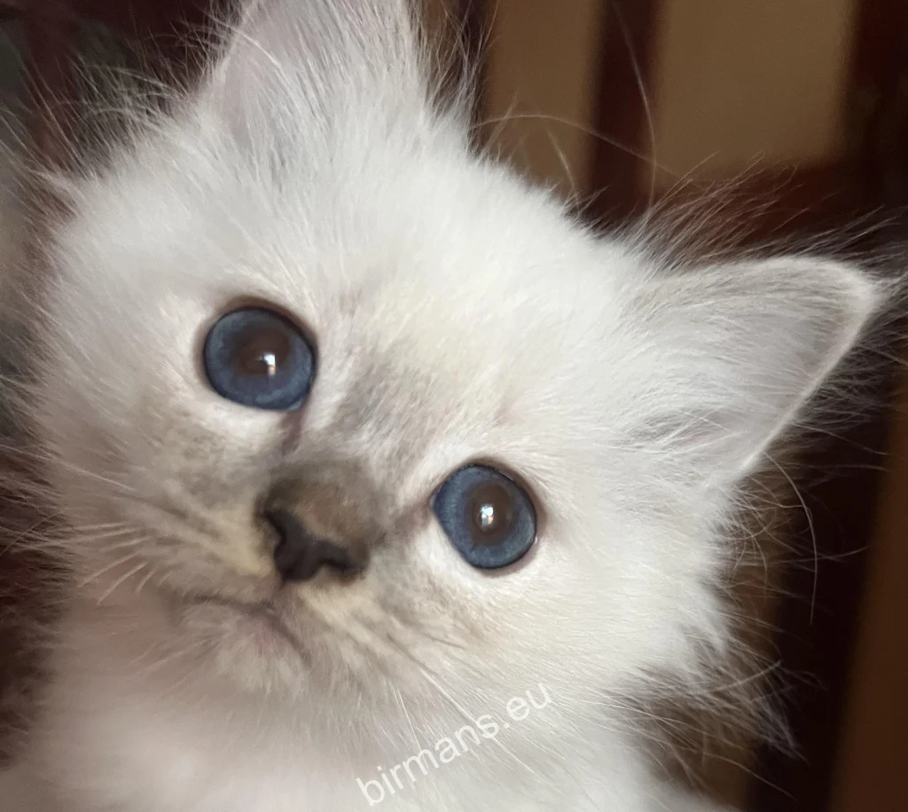 Saba Sienna, chaton Sacré de Birmanie Saba Birman, avant son départ pour sa nouvelle famille en Espagne