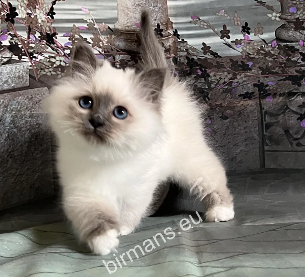 Saba Tracie, chaton Sacré de Birmanie Saba Birman, avant son départ pour sa nouvelle famille aux USA