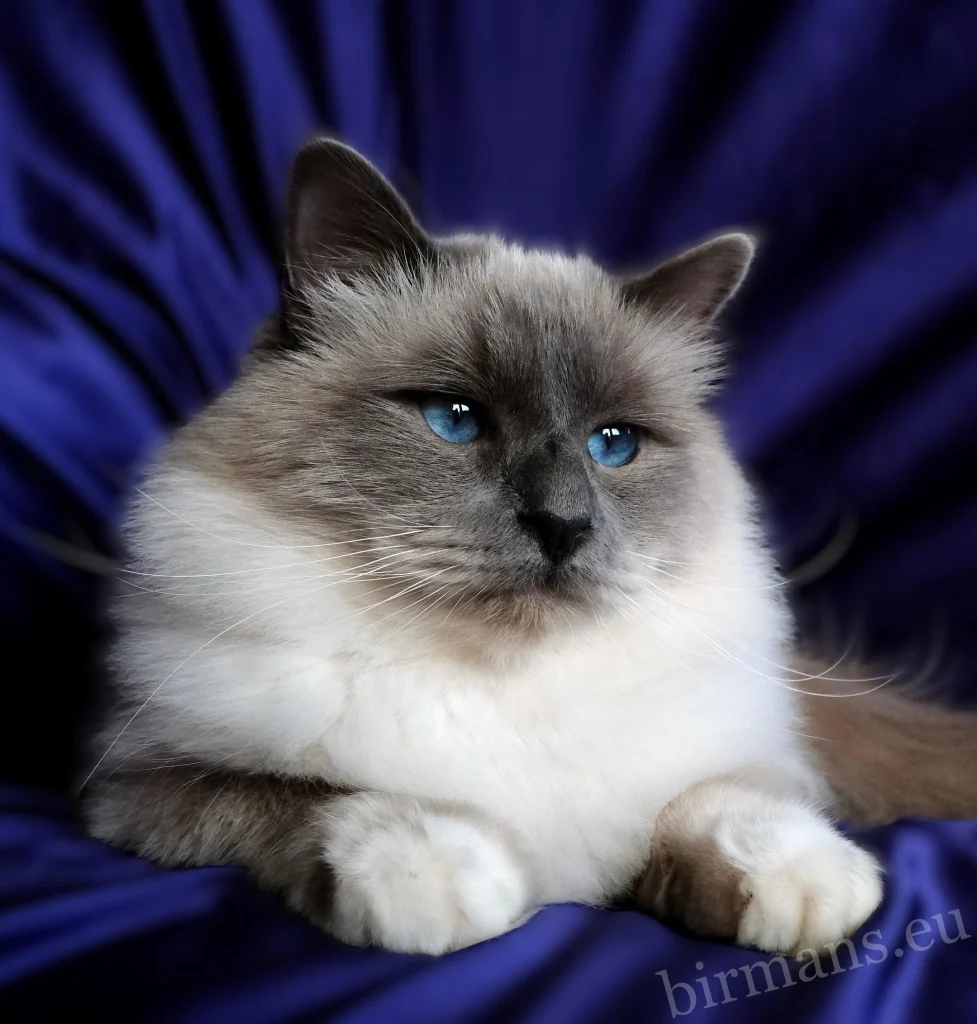 WCH Azzurro dei Baffi Buffi of Saba – Portrait d'un mâle Champion du Monde, avec de magnifiques yeux bleus.