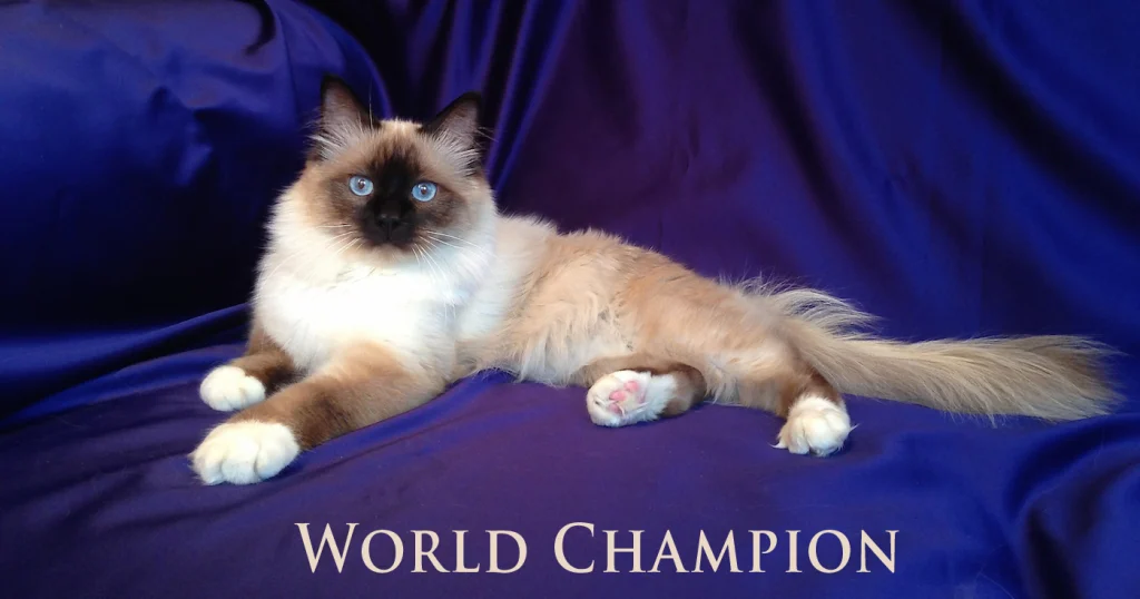 WCH Moonlight Yenzo of Saba (« Yoda ») – le premier mâle Champion du Monde de l'élevage Saba Birman.
