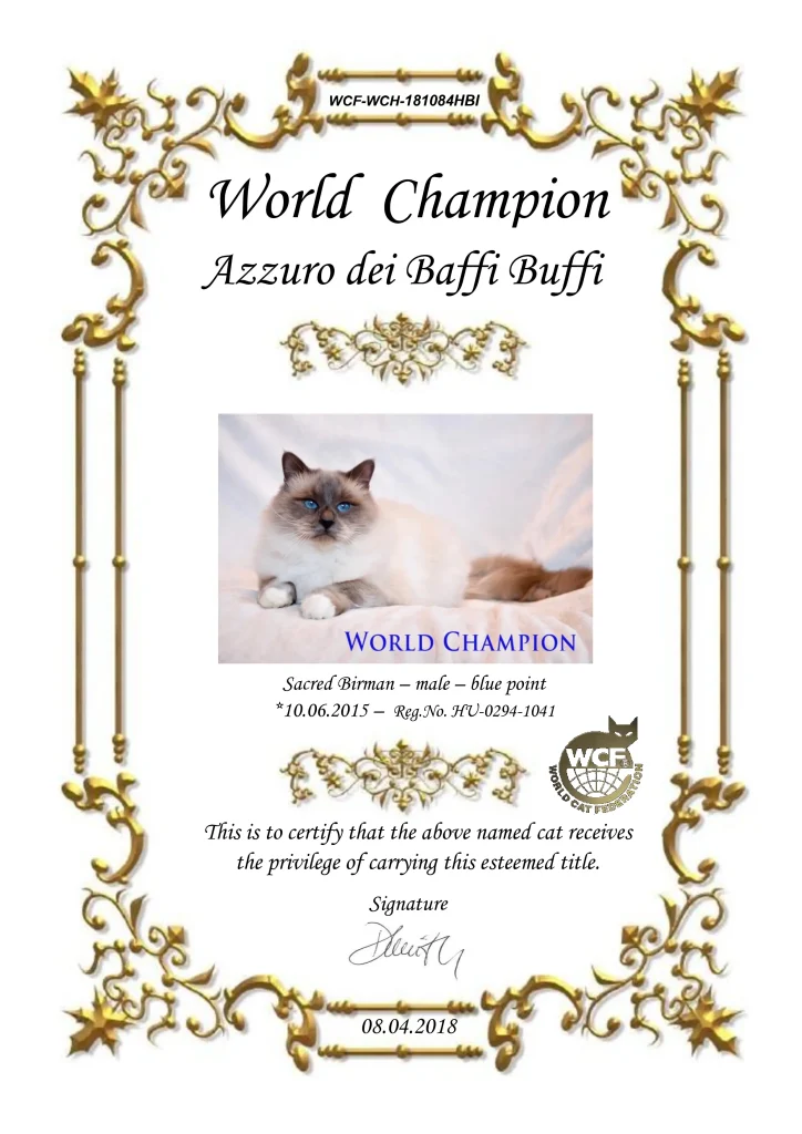 Certification officielle WCF du titre de champion du monde de WCH Azzurro dei Baffi Buffi of Saba