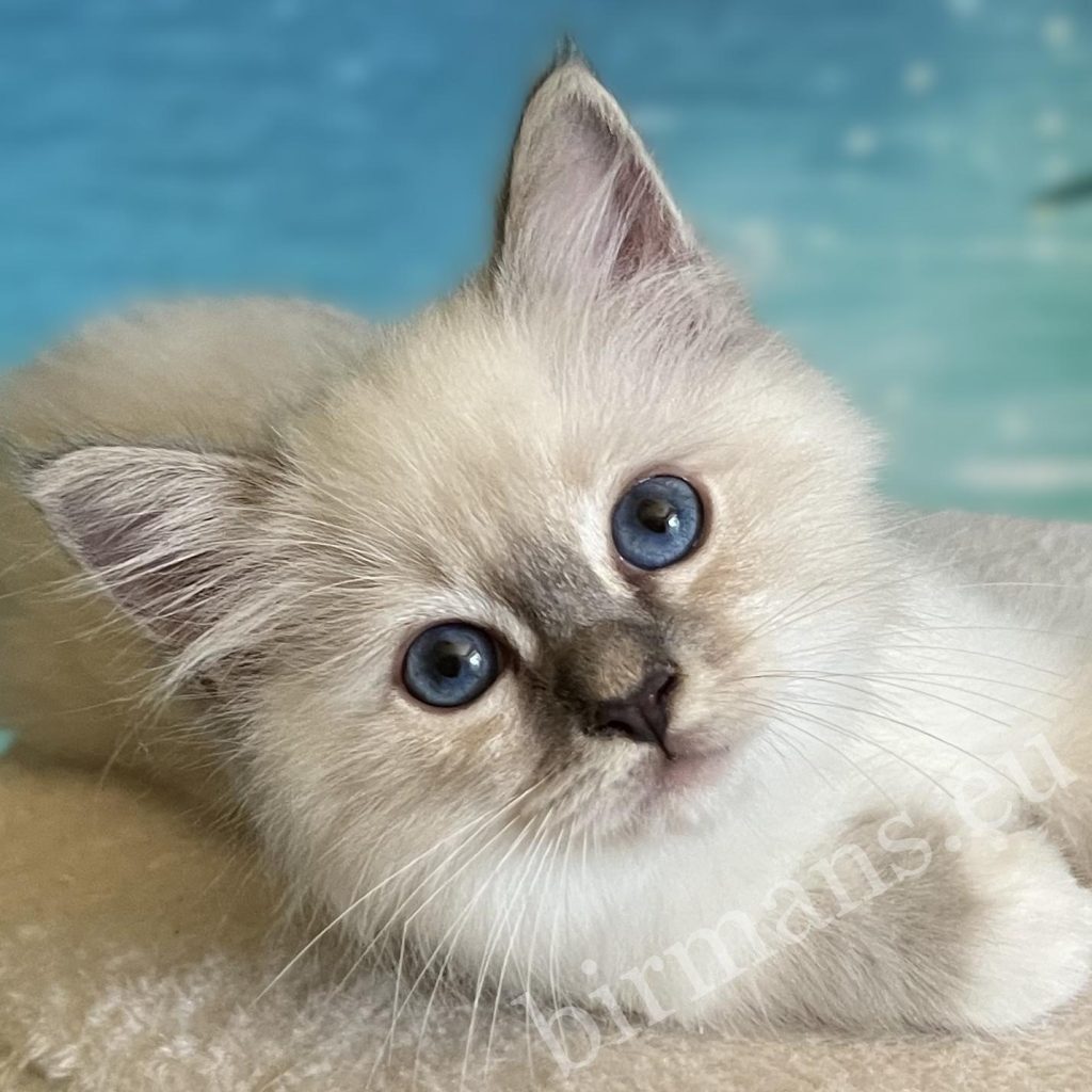 Saba Zeno disponible, portrait rapproché des yeux du chaton mâle Blue Lynx Point.
