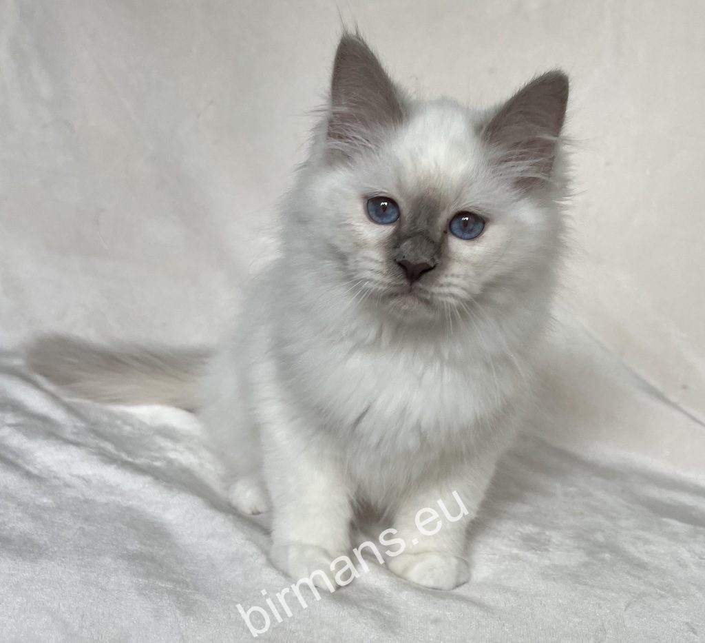 Portrait de chaton Saba Birman, dans un environnement naturel