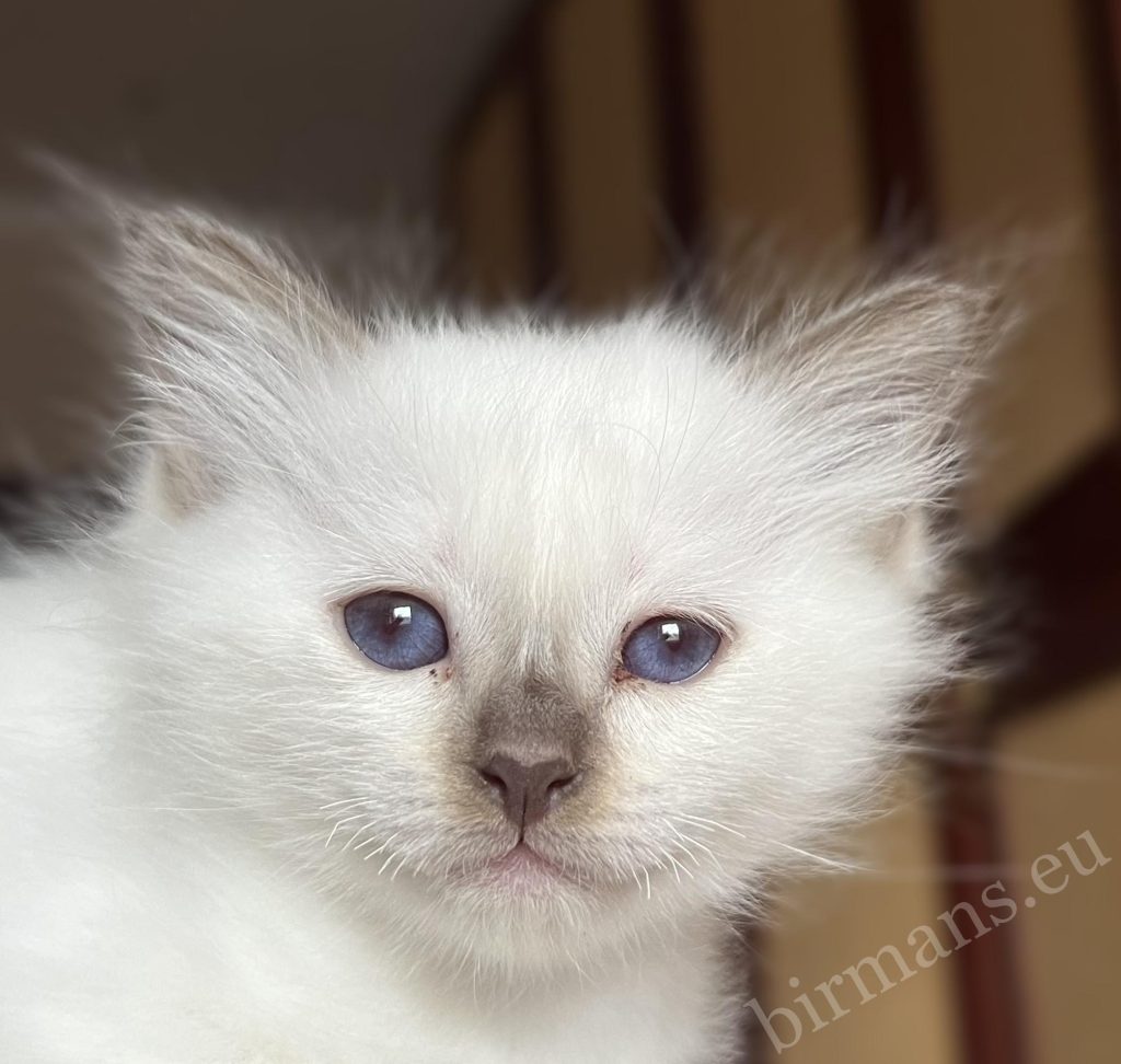Portrait de Saba Vela, chatteon Birman chocolate point, fourrure aux tons chauds